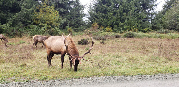 Redwood National Park
